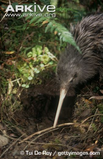 Illustration for article titled Flightless Friday - Apteryx rowi Edition
